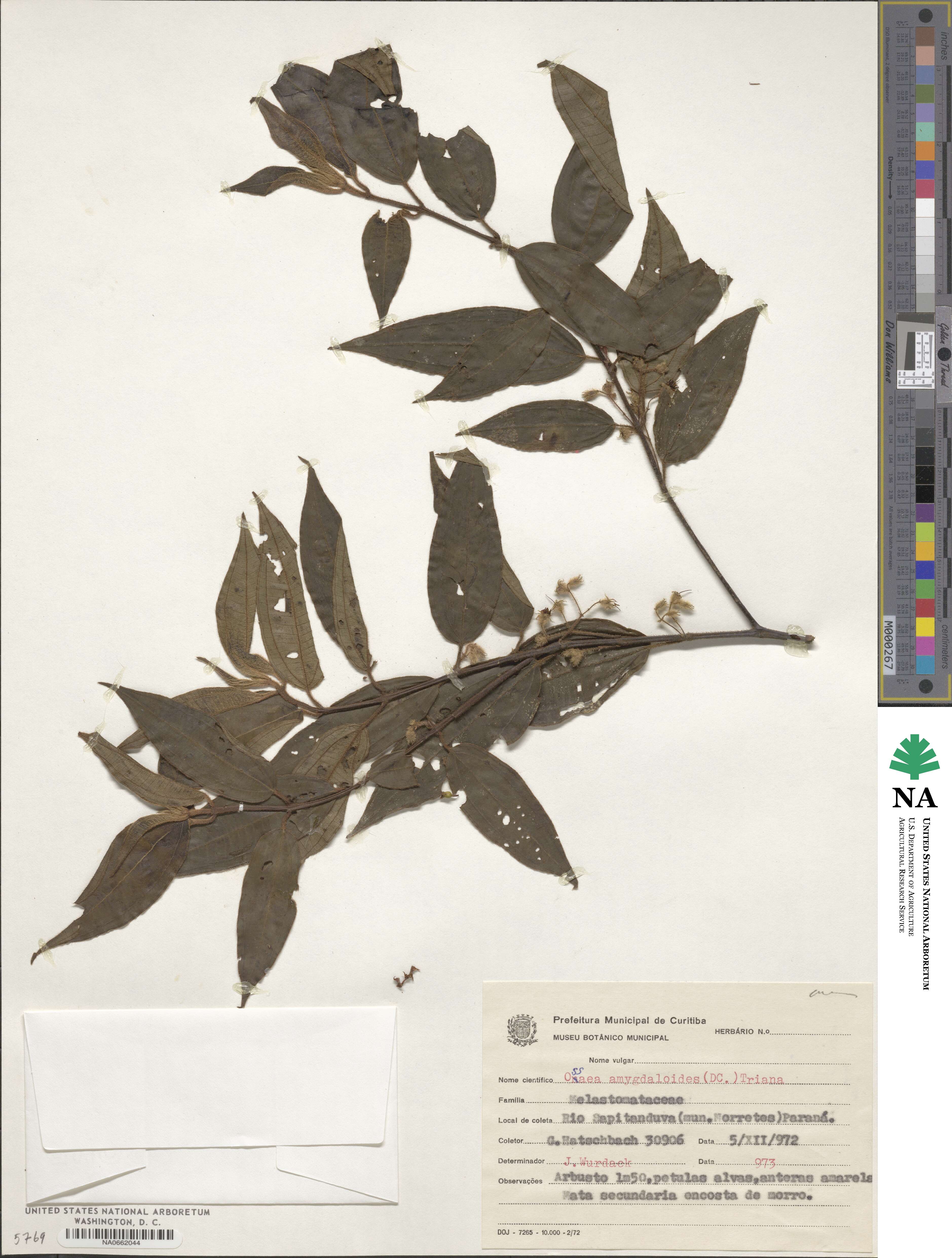 Miconia amygdaloides image