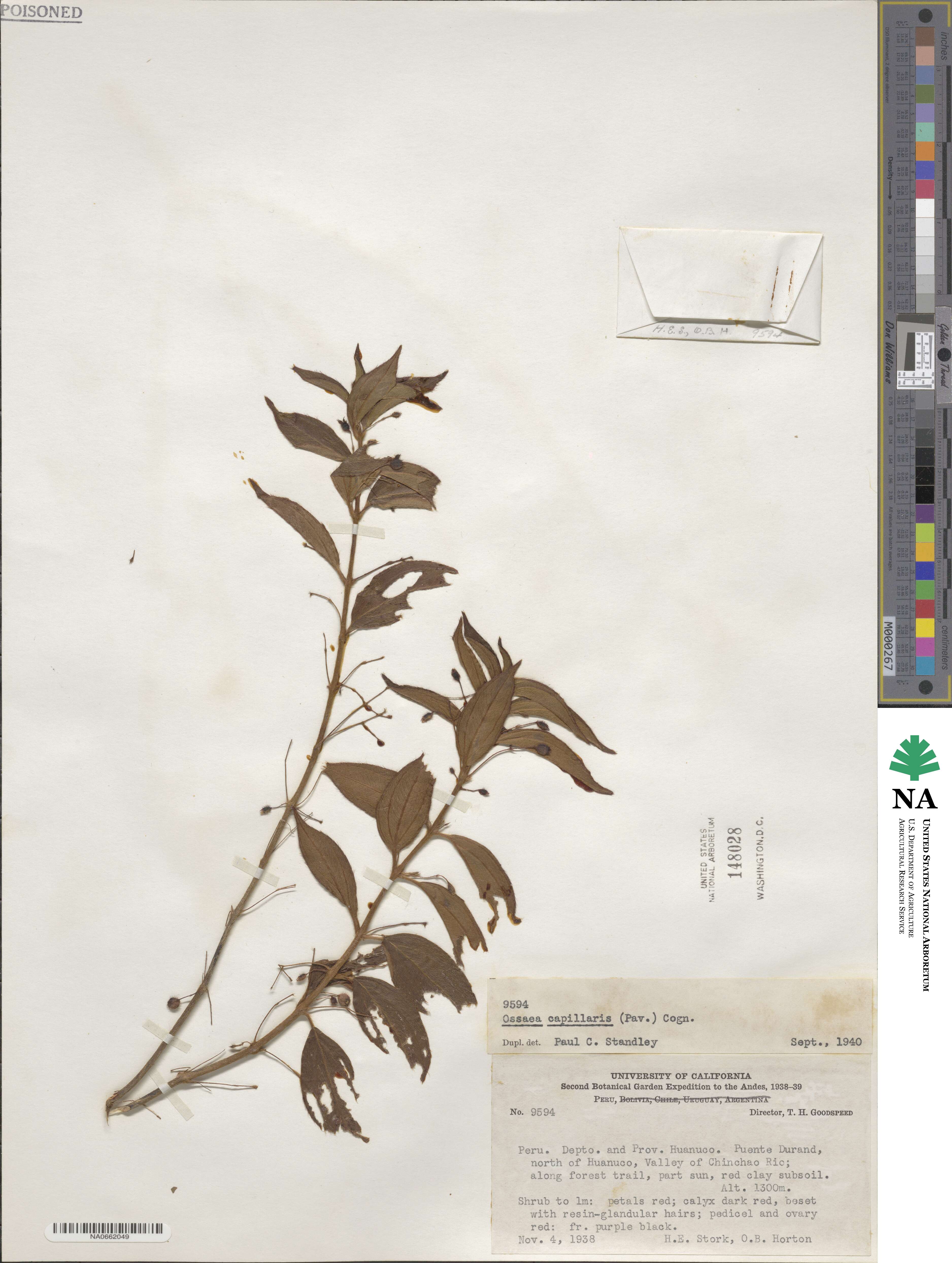 Ossaea capillaris image