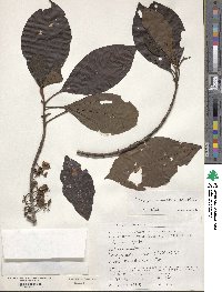 Bellucia arborescens image