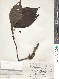 Bellucia arborescens image