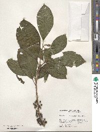 Image of Henriettea sylvestris