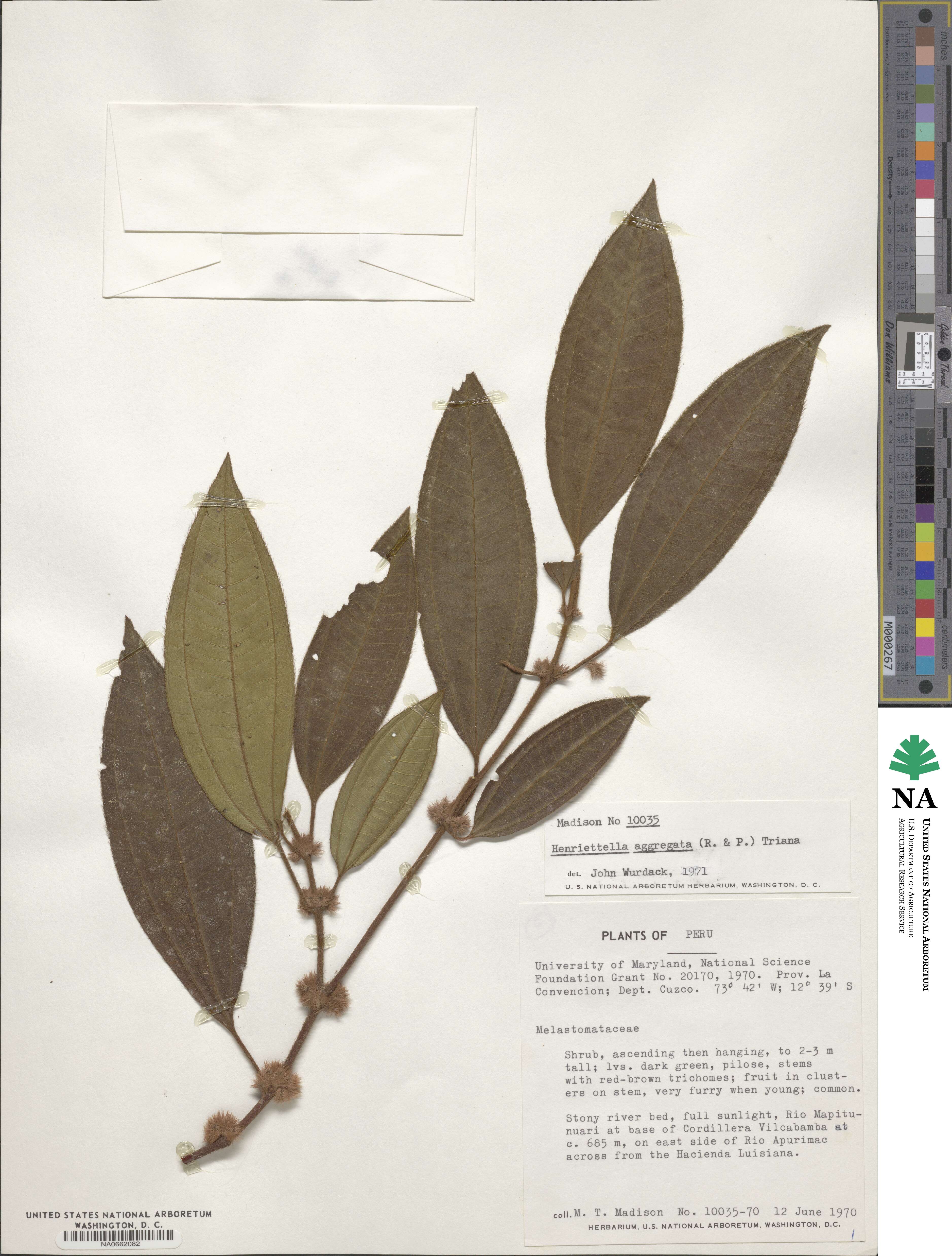 Henriettea aggregata image