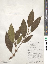 Image of Henriettea aggregata