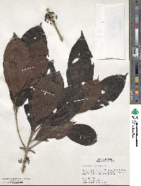 Henriettea sylvestris image