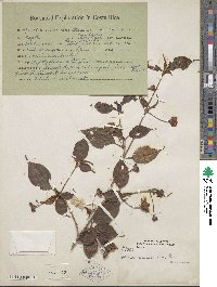 Image of Blakea anomala