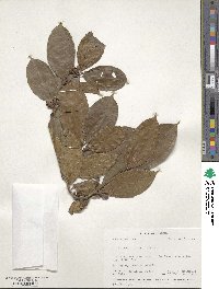 Image of Blakea foliacea