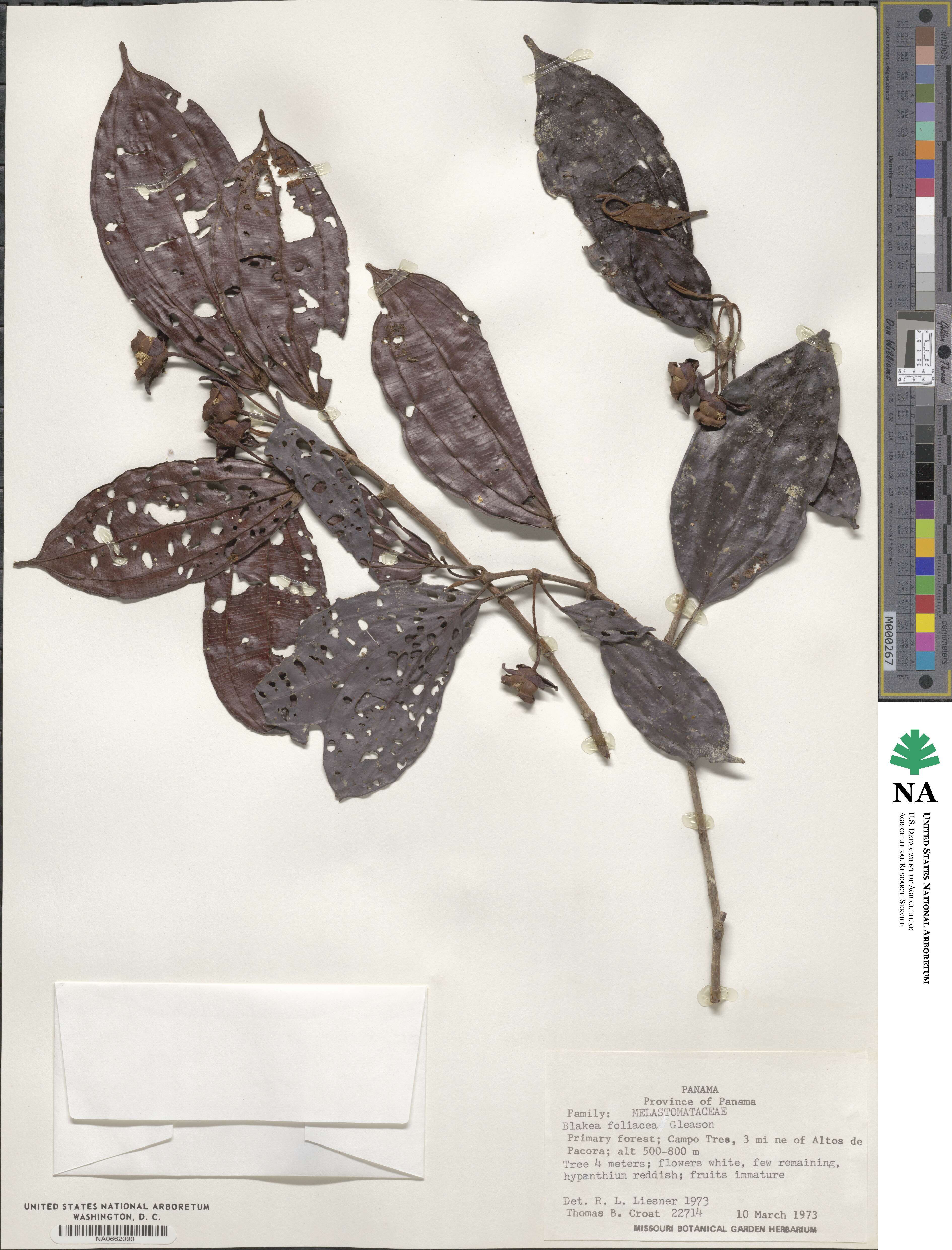 Blakea foliacea image