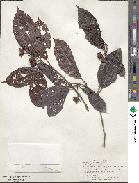 Blakea foliacea image