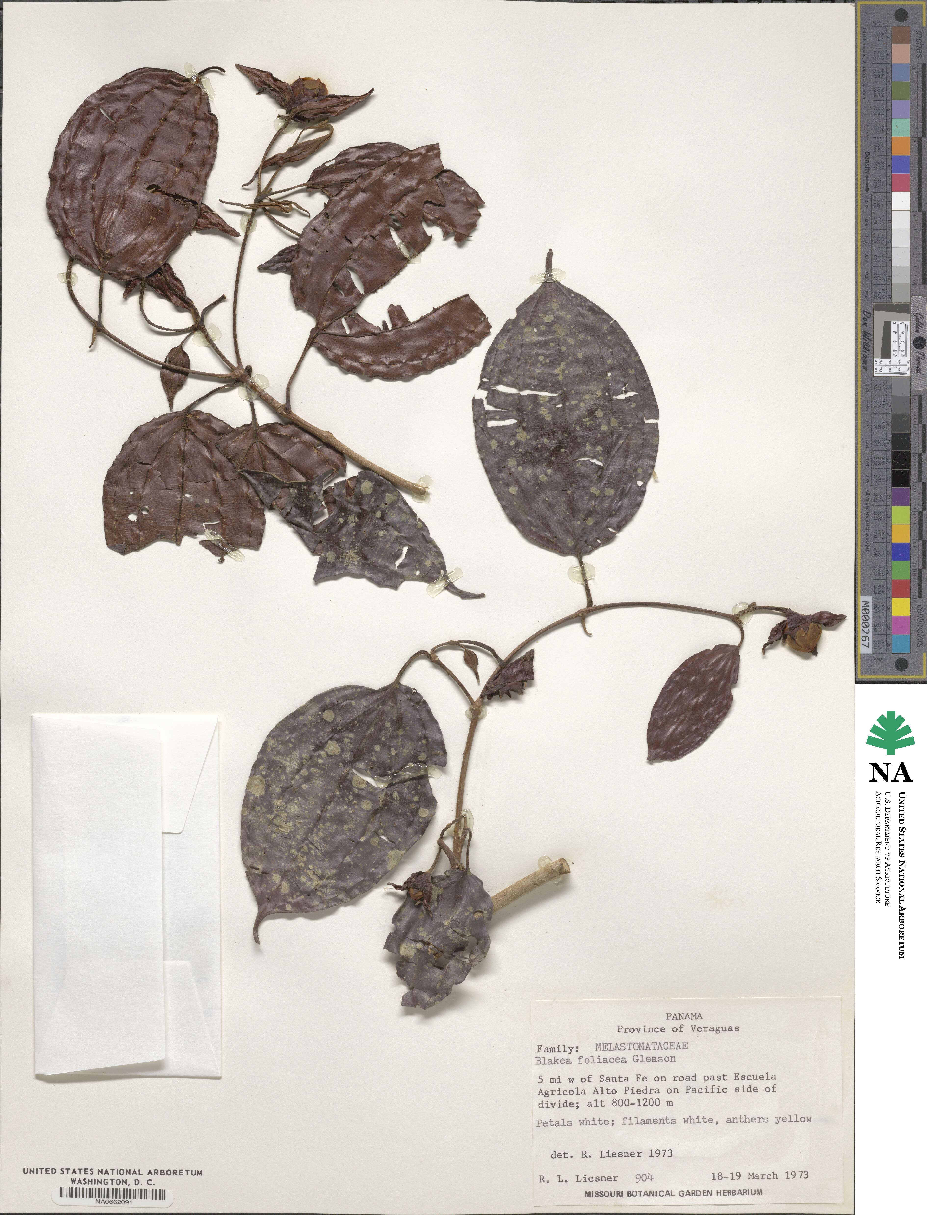 Blakea foliacea image