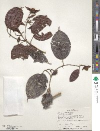 Blakea foliacea image