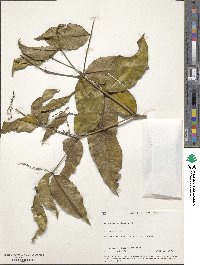 Image of Axinandra zeylanica