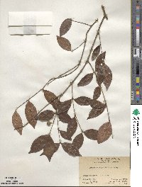 Memecylon ligustrifolium image