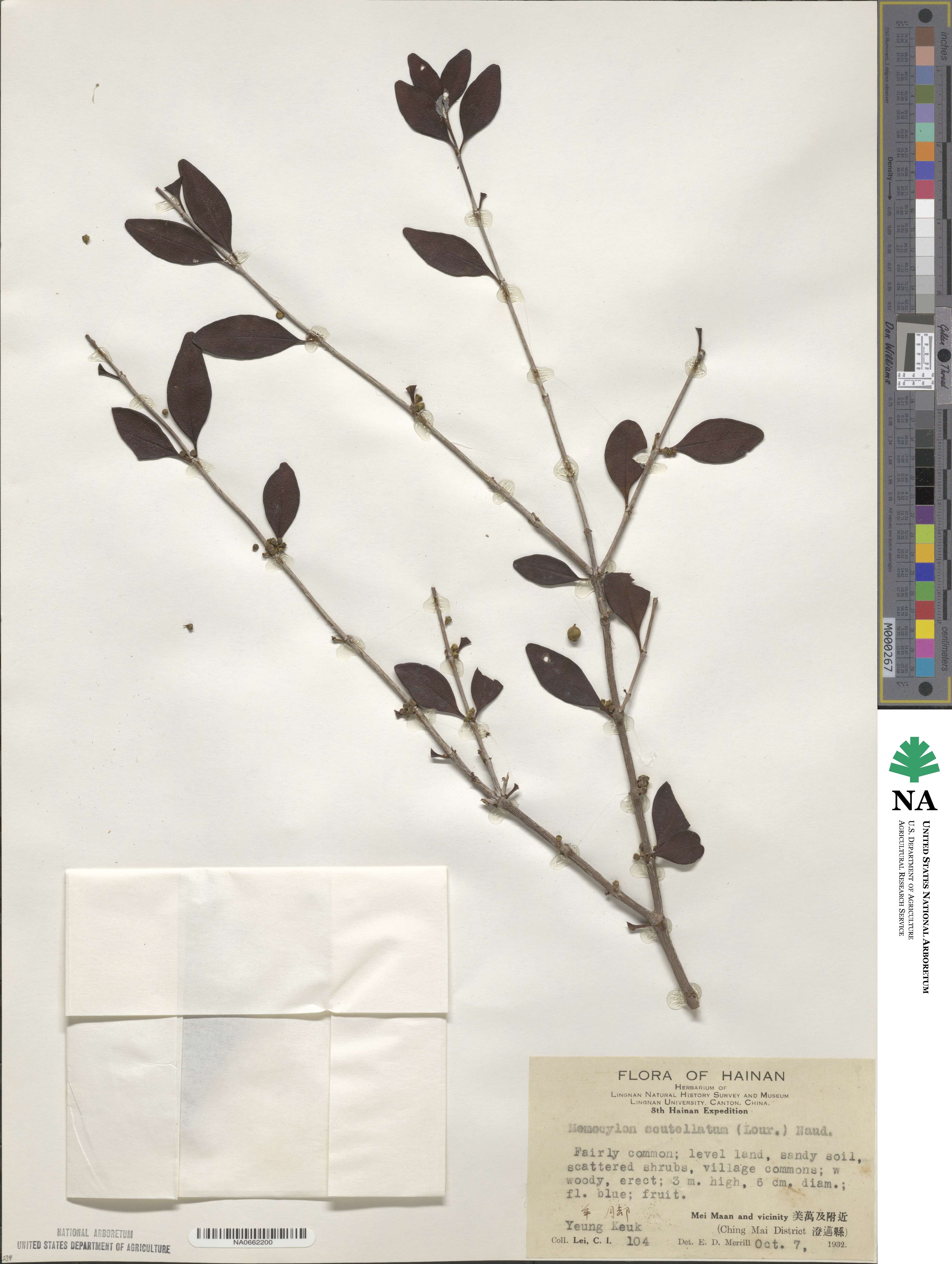 Memecylon scutellatum image