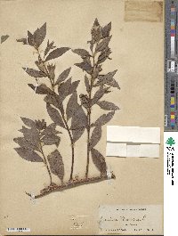 Image Associated With the Occurence