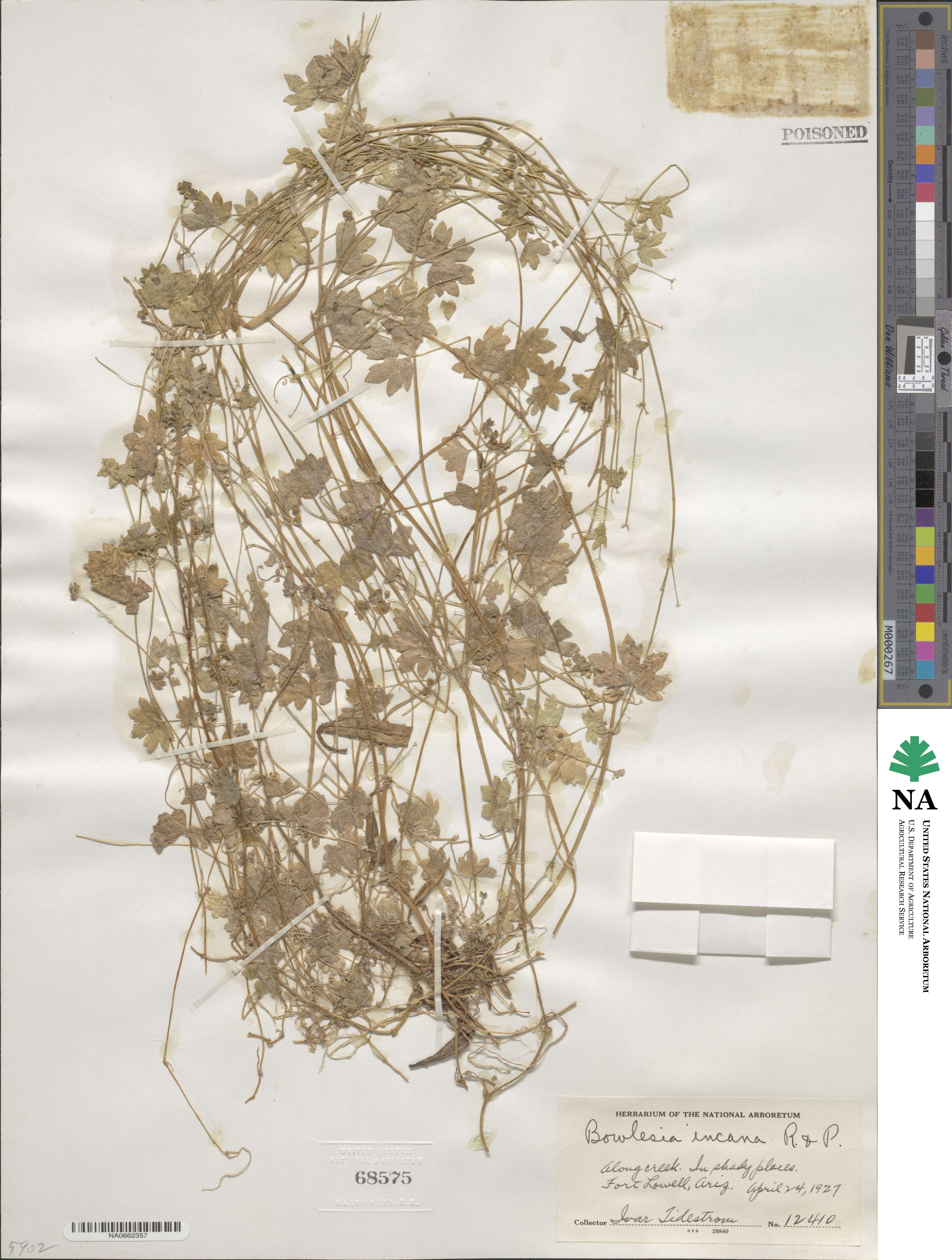 Bowlesia incana image