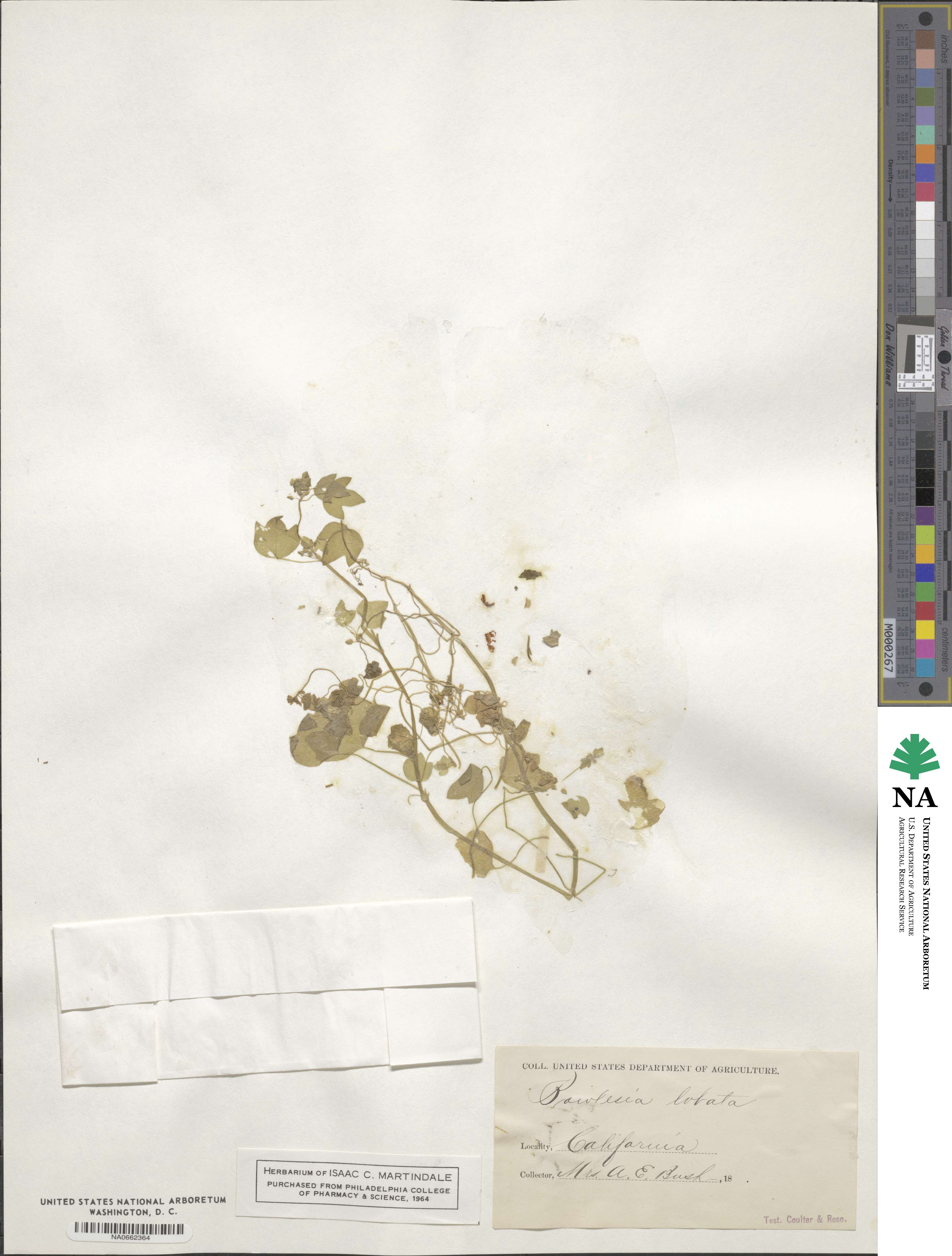 Bowlesia lobata image