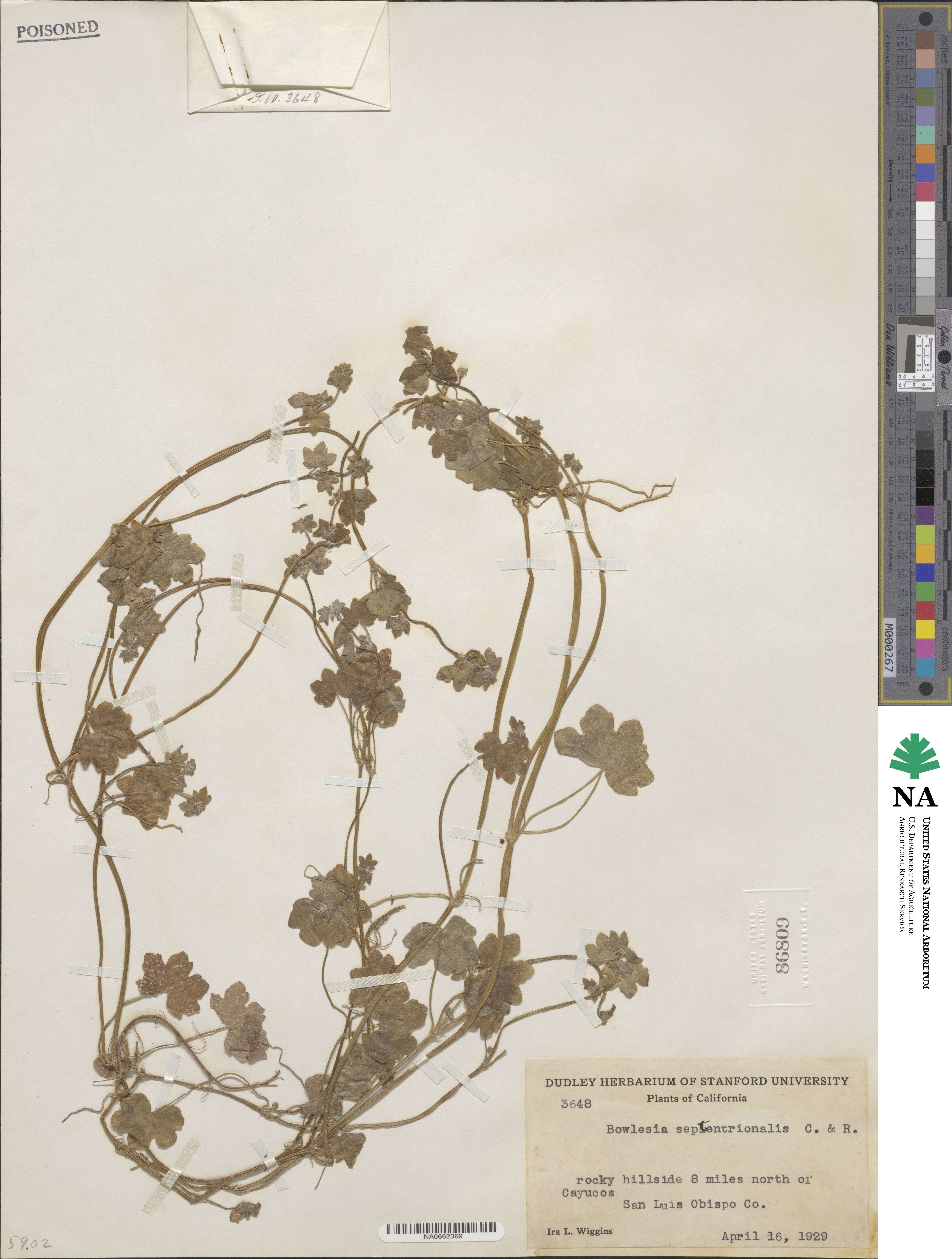 Bowlesia incana image