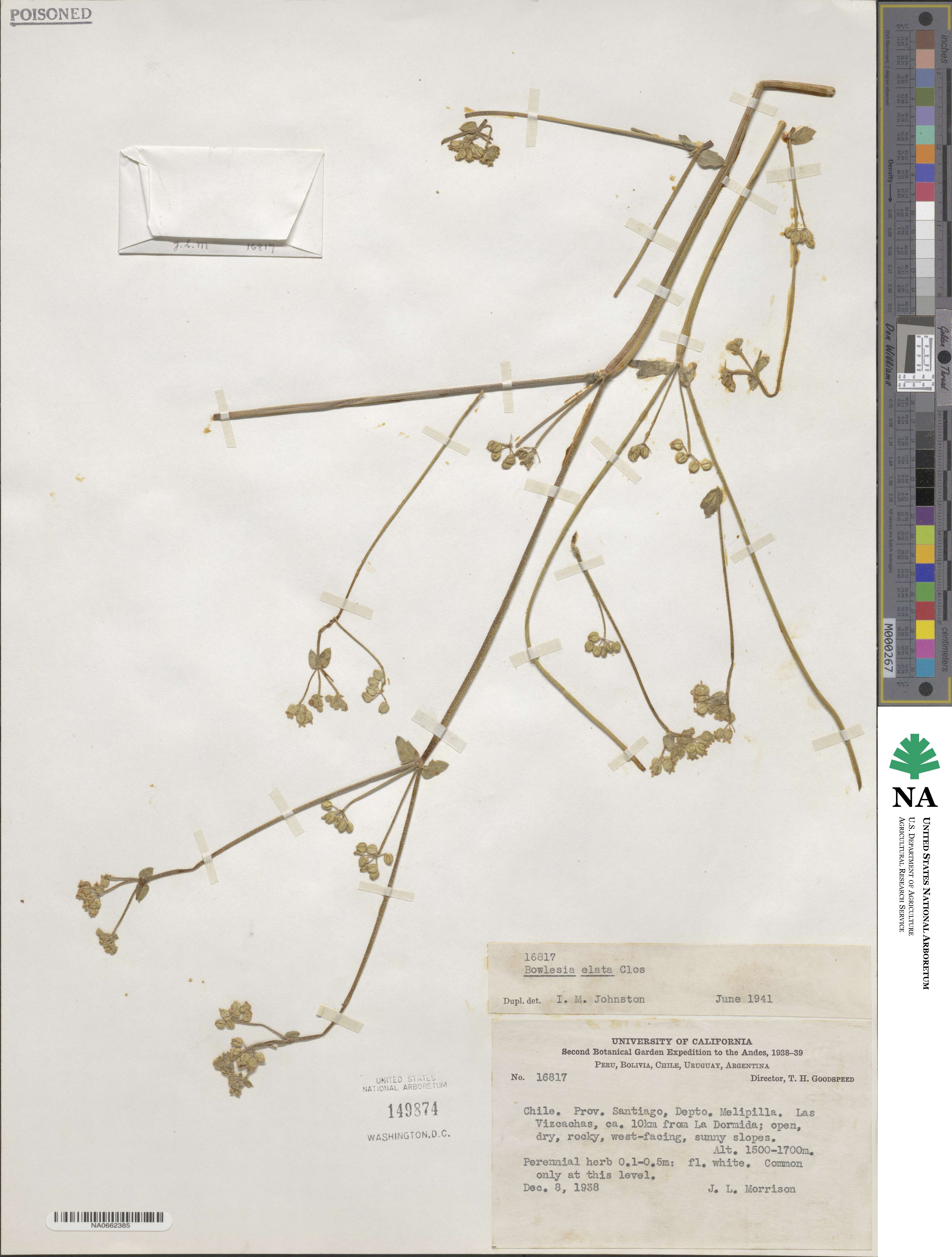 Homalocarpus bowlesioides image