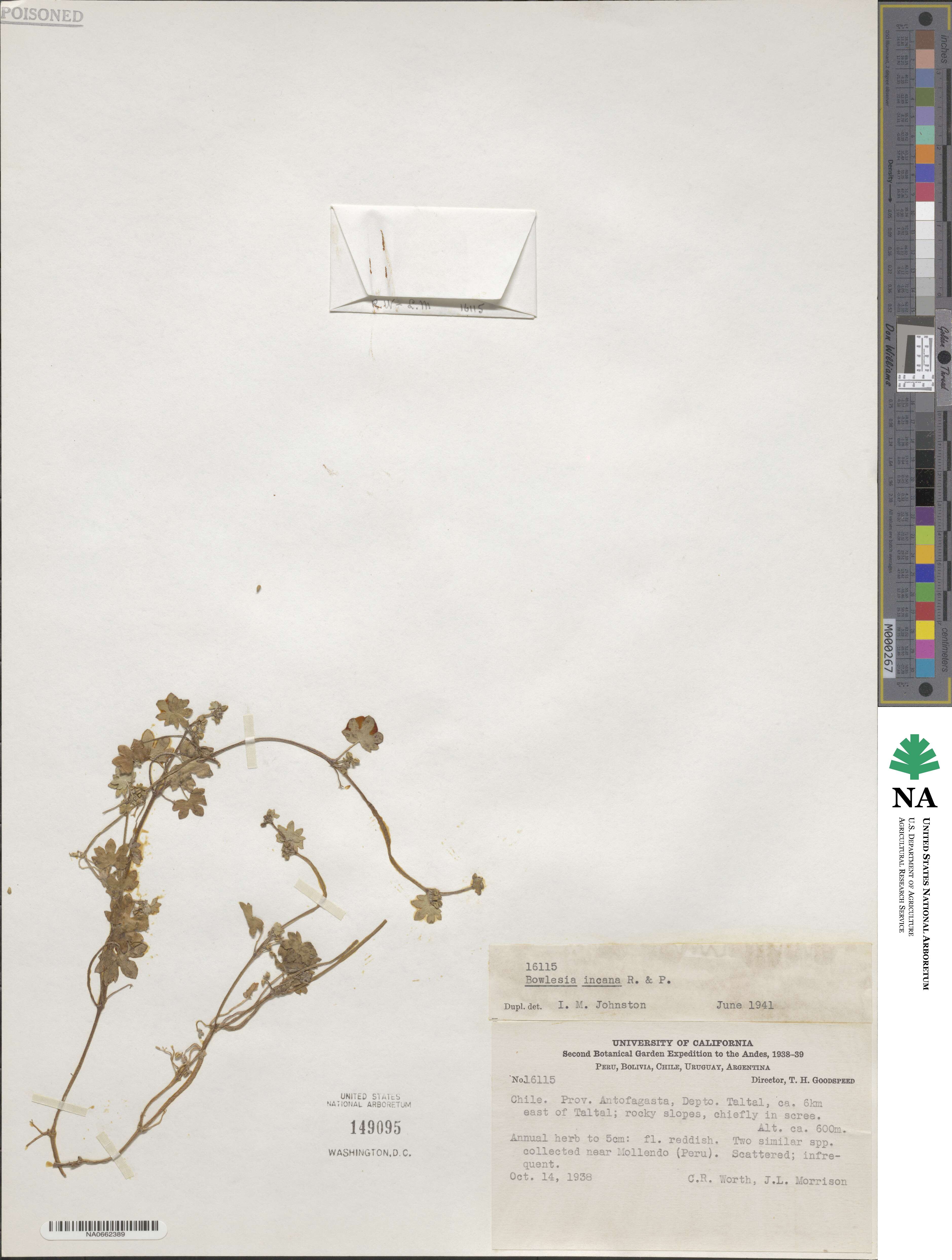 Bowlesia incana image
