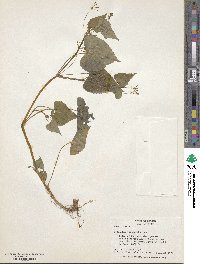 Spananthe paniculata image