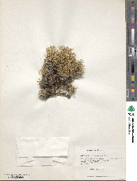 Azorella cryptantha image