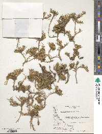 Azorella filamentosa image