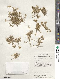 Azorella filamentosa image