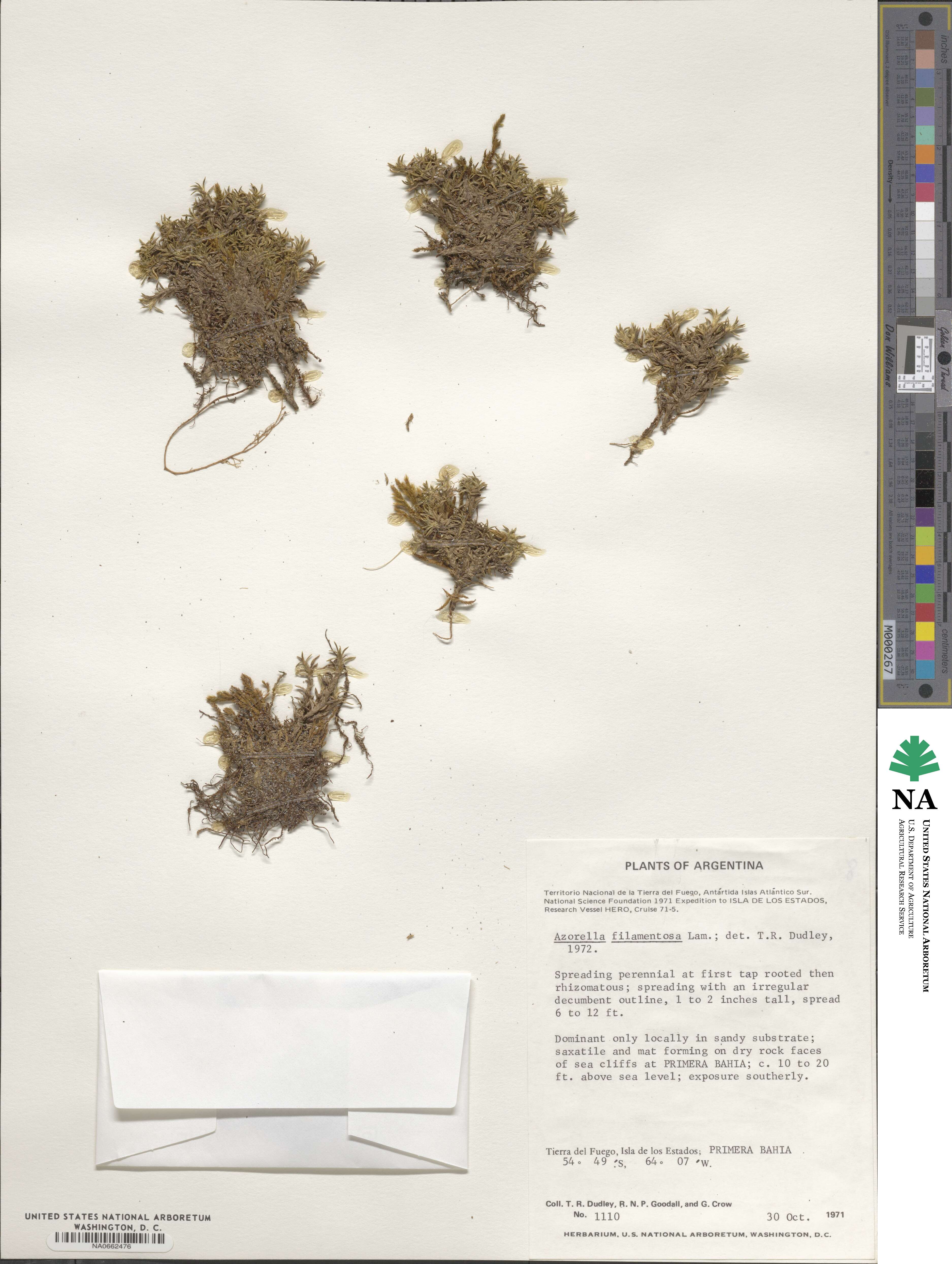Azorella filamentosa image