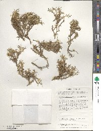 Azorella filamentosa image