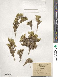 Azorella lycopodioides image