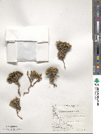 Azorella lycopodioides image