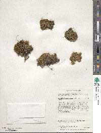 Azorella lycopodioides image