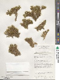 Azorella lycopodioides image