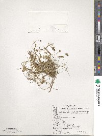 Azorella ranunculus image