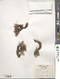 Azorella trifurcata image