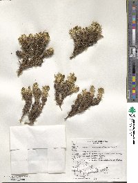 Azorella trifurcata image