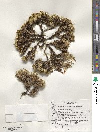 Azorella trifurcata image