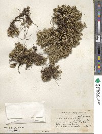 Azorella trifurcata image