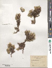 Azorella trifurcata image