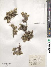 Azorella trifurcata image