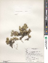 Azorella trifurcata image