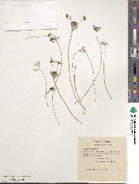 Azorella acaulis image