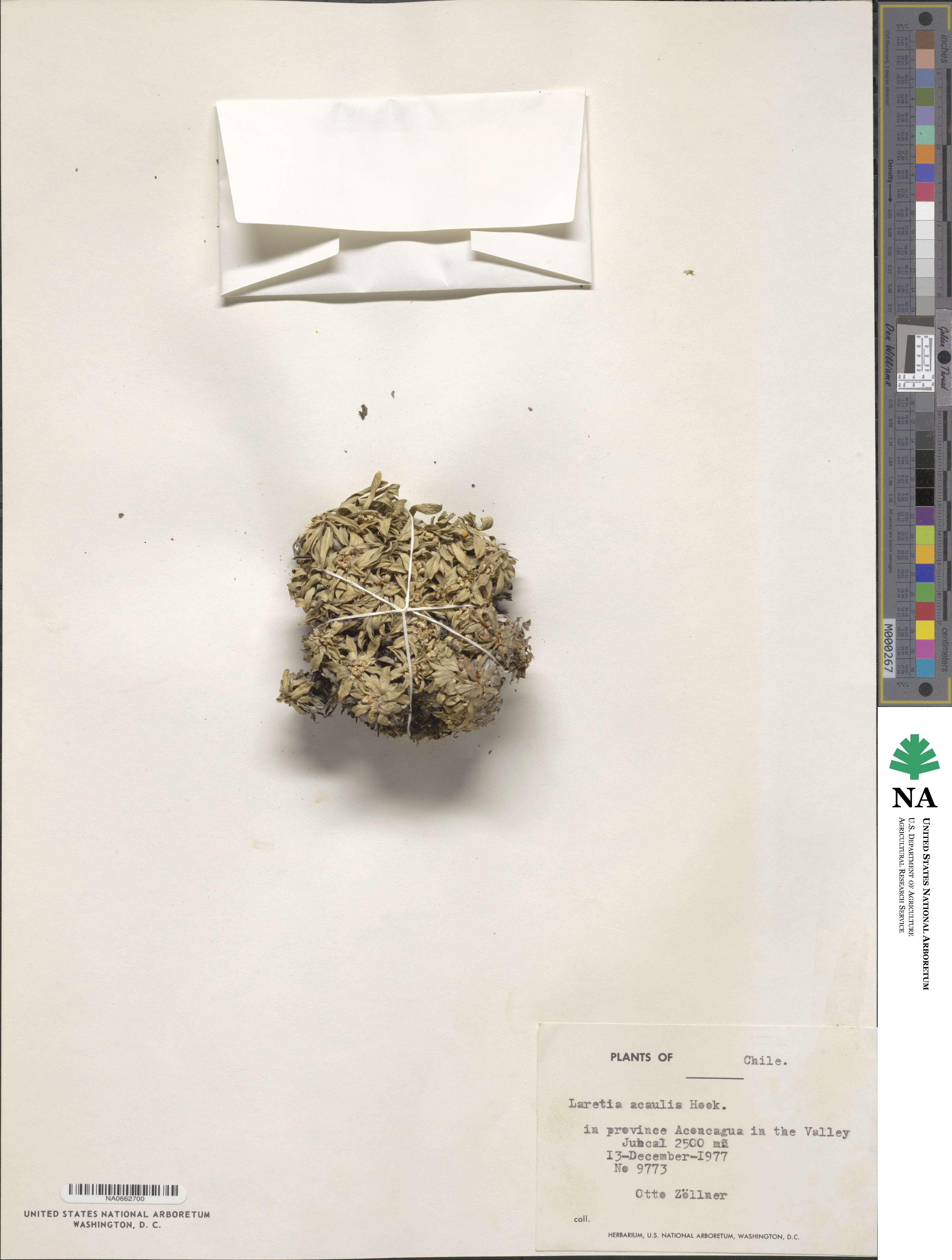 Azorella ruizii image