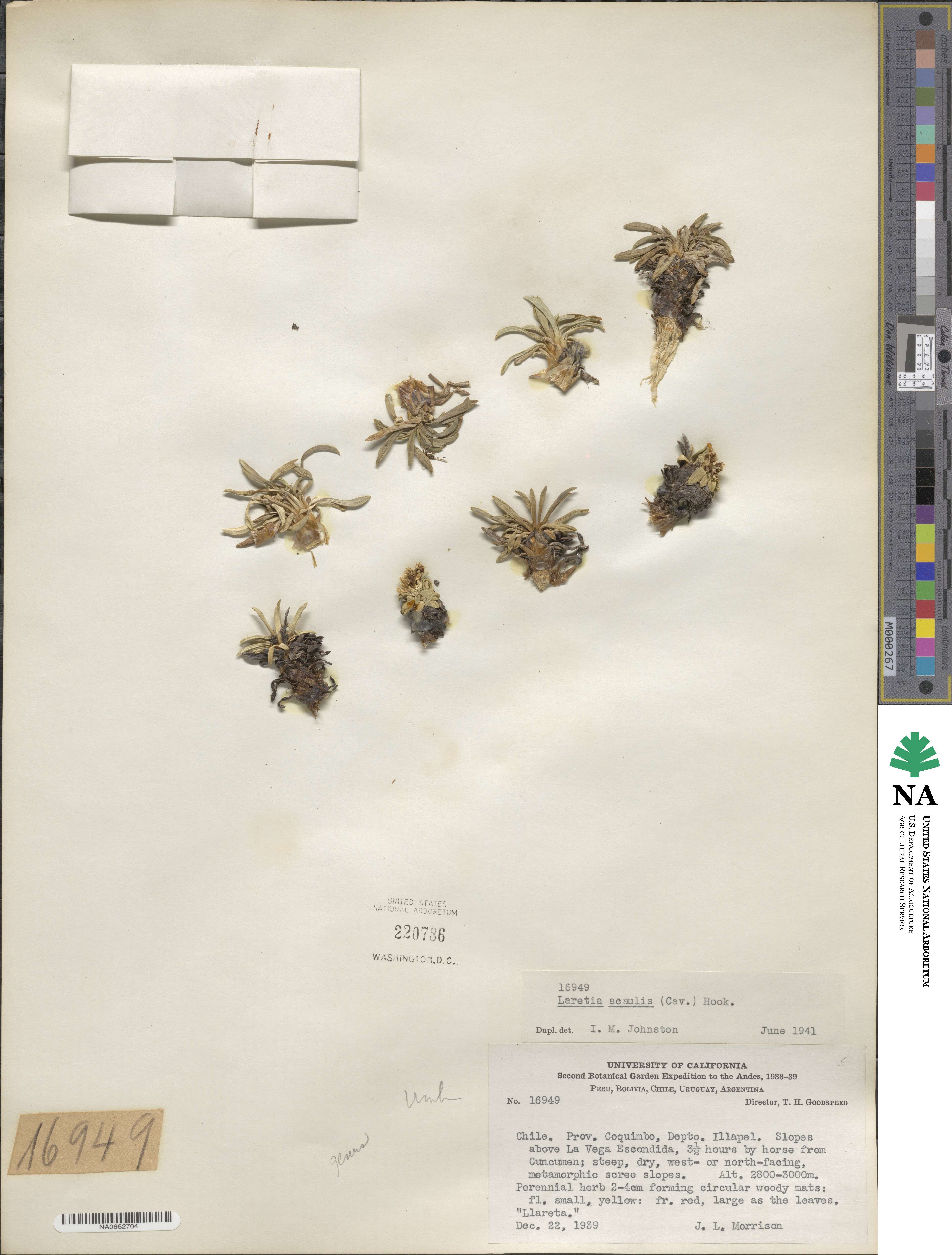 Azorella ruizii image