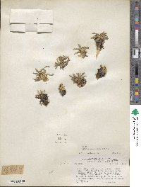 Azorella ruizii image