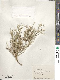 Gymnophyton flexuosum image