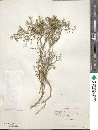 Gymnophyton flexuosum image