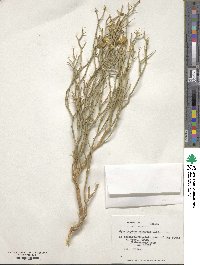 Image of Gymnophyton robustum