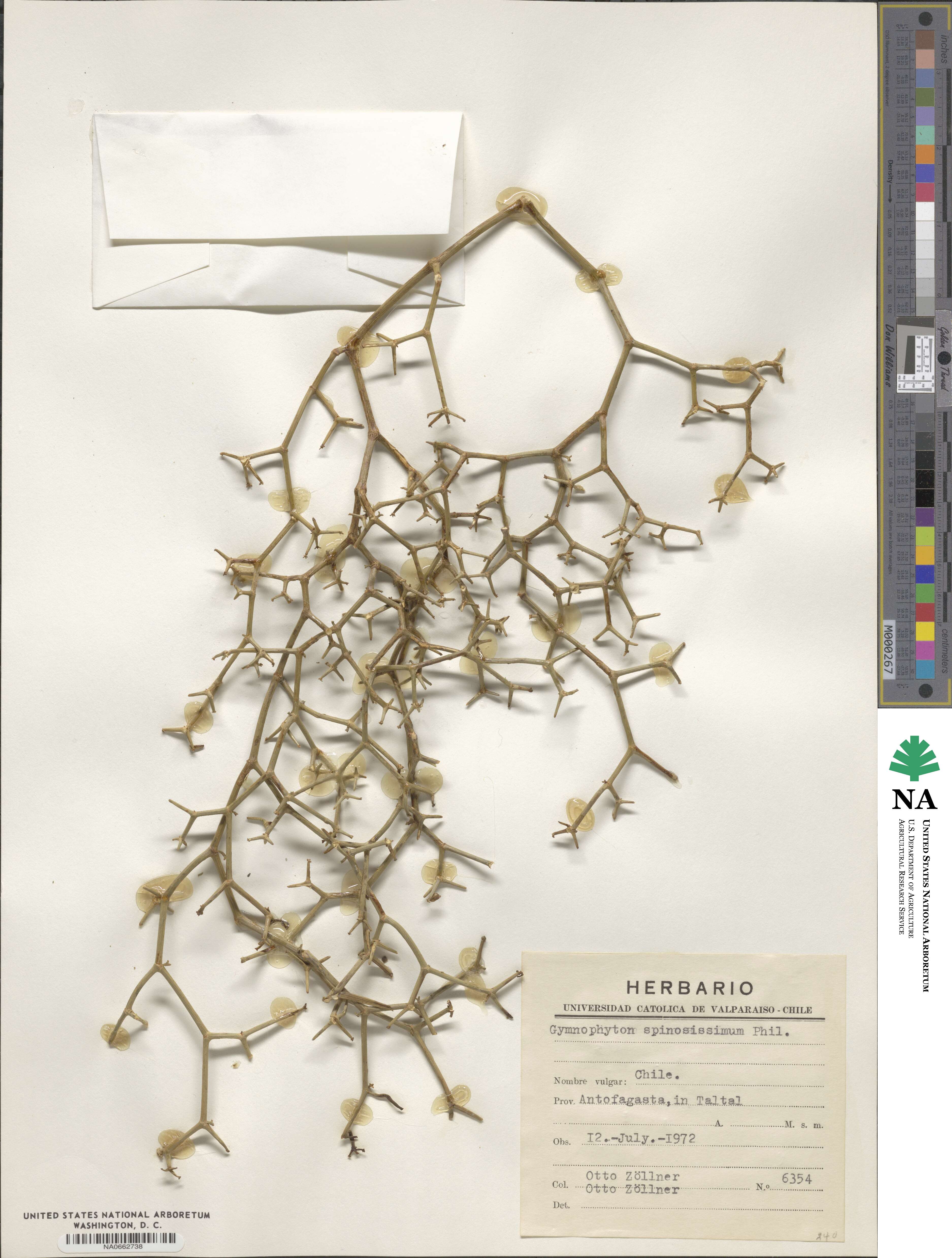 Gymnophyton spinosissimum image