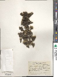 Image of Azorella albovaginata